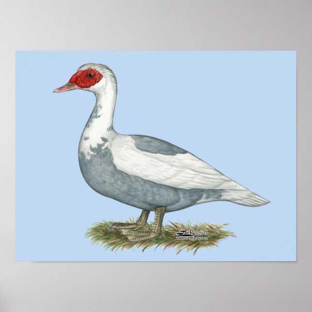 Muscovy Blue Pied Anka Poster (Framsidan)