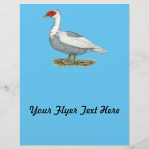 Muscovy Blue Pied Anka Reklamblad