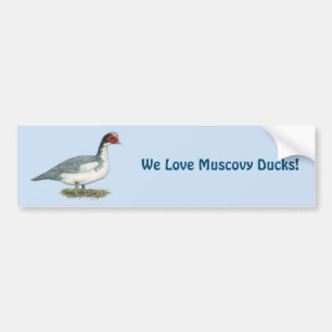 Muscovy Blue Pied Drake Bildekal