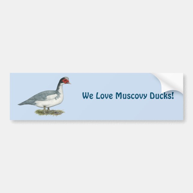 Muscovy Blue Pied Drake Bildekal (Framsidan)