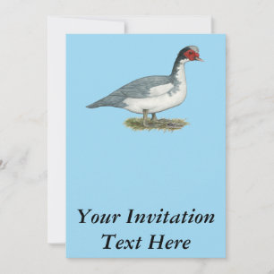 Muscovy Blue Pied Drake Inbjudningar