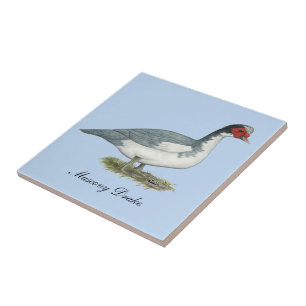 Muscovy Blue Pied Drake Kakelplatta