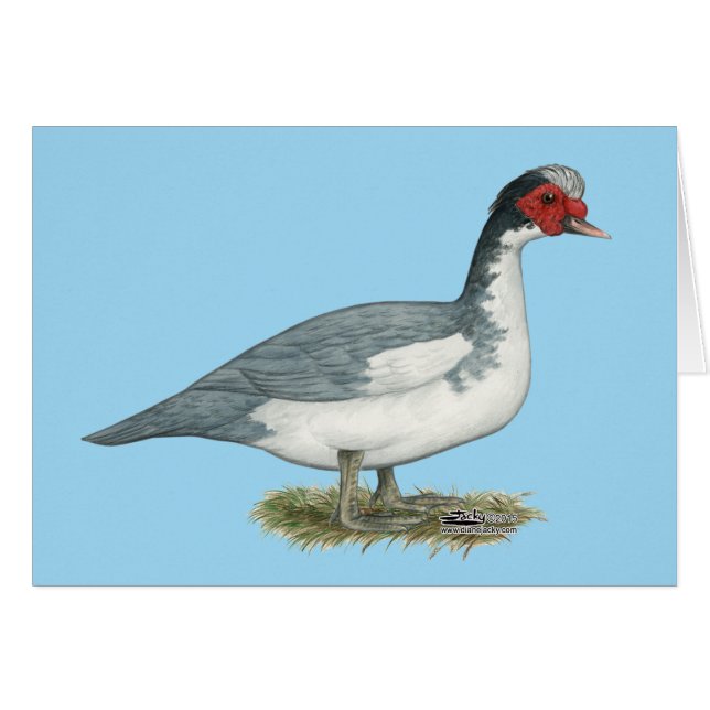 Muscovy Blue Pied Drake OBS Kort (Framsidan Horizontal)