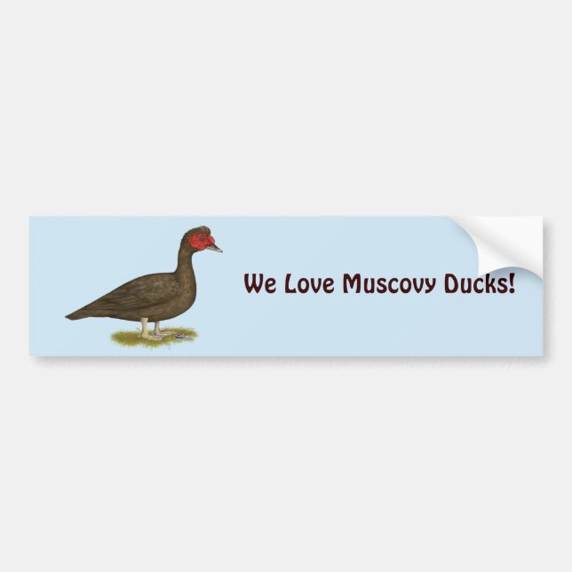 Muscovy Drake Chocolate Bildekal (Framsidan)