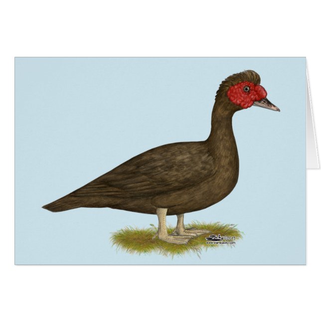 Muscovy Drake Chocolate OBS Kort (Framsidan Horizontal)