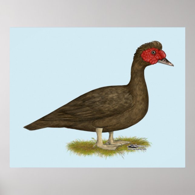 Muscovy Drake Chocolate Poster (Framsidan)