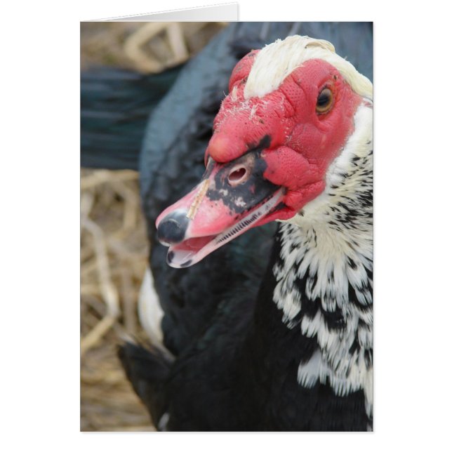 Muscovy Drake Hälsningskort (Framsidan)
