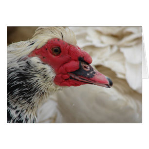 Muscovy Drake Hälsningskort