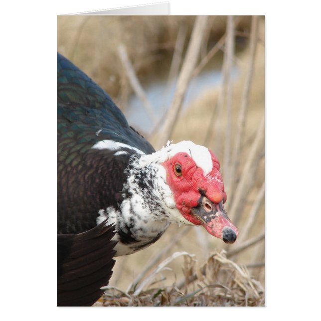 Muscovy Drake Hälsningskort (Framsidan)