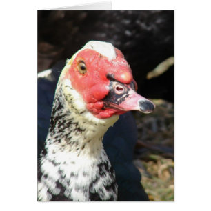 Muscovy Drake Hälsningskort