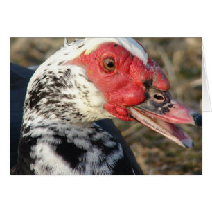 Muscovy Drake Hälsningskort