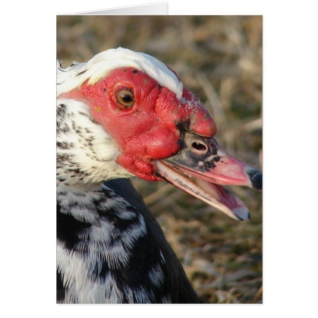 Muscovy Drake Hälsningskort (Framsidan)