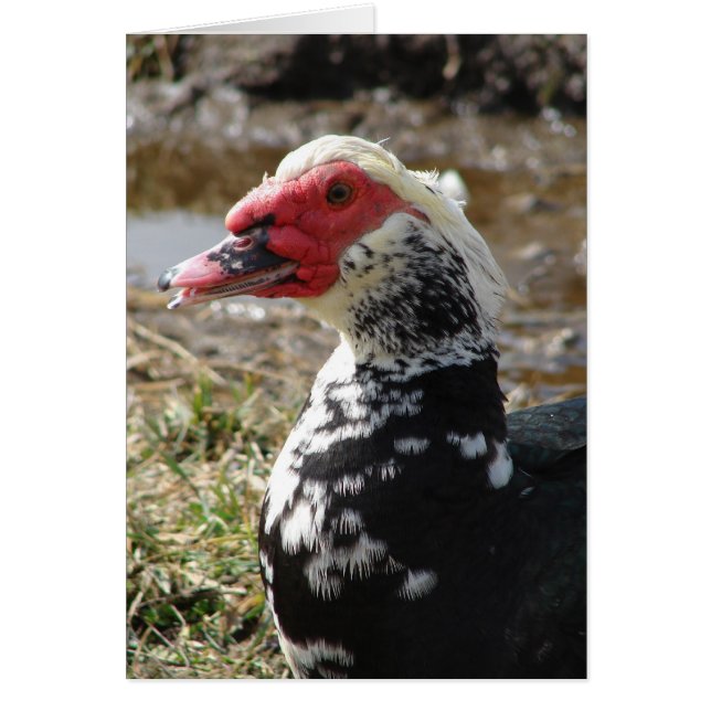 Muscovy Drake Hälsningskort (Framsidan)