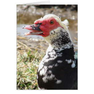 Muscovy Drake Hälsningskort