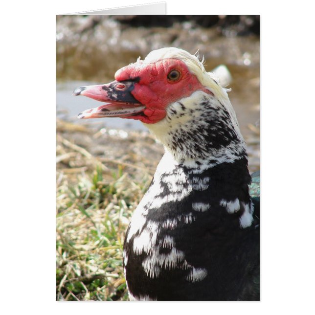 Muscovy Drake Hälsningskort (Framsidan)