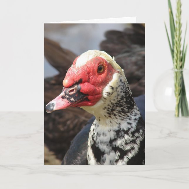 Muscovy Drake Kort (Framsida)