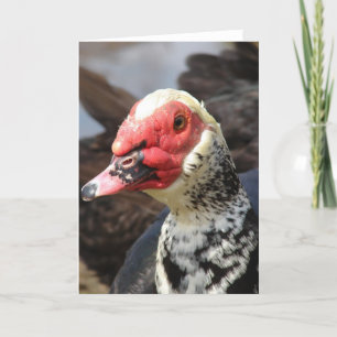 Muscovy Drake Kort