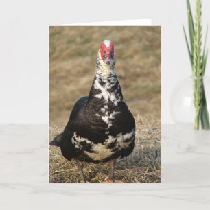 Muscovy Drake Kort