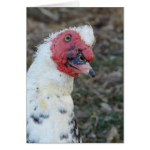 Muscovy Drake Tillfällen Greeting Card