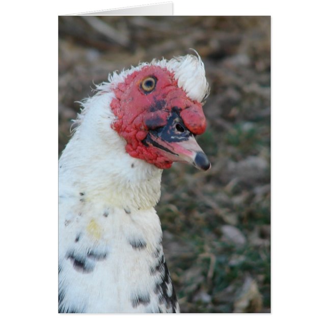 Muscovy Drake Tillfällen Greeting Card Hälsningskort (Framsidan)