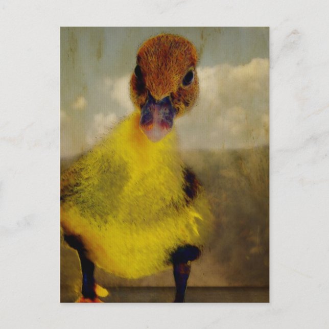 Muscovy Drömmande Vykort (Framsida)