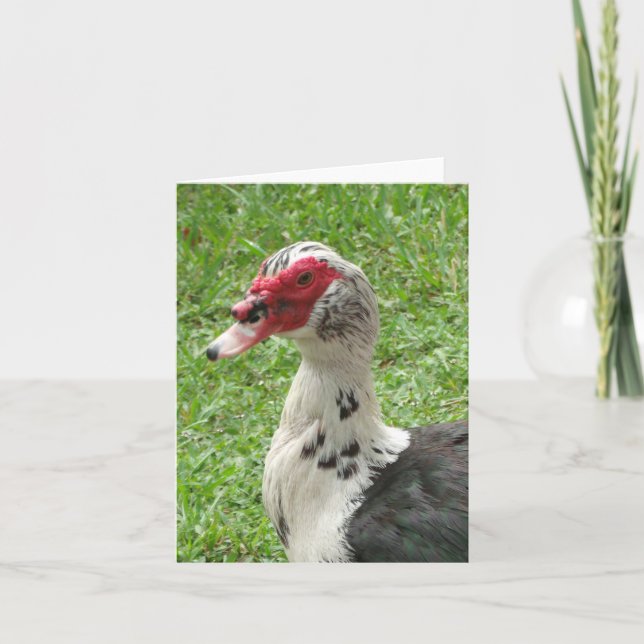 Muscovy Duck Photo Folded Note Card Anteckningskort (Framsida)