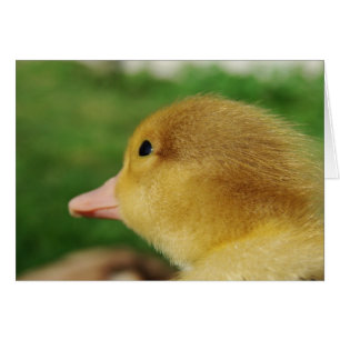 Muscovy Duckling Hälsningskort