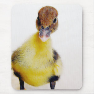 Muscovy Duckling Musmatta