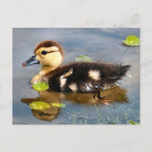 Muscovy Duckling Photo Postcard Vykort (Framsida)