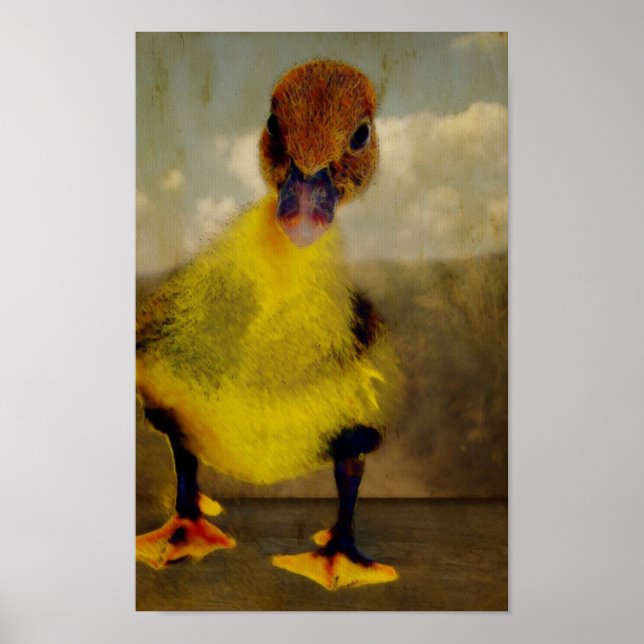 Muscovy Duckling Poster (Framsidan)