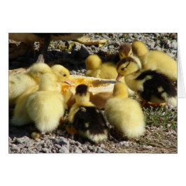 Muscovy Ducklings Eat A Treat Hälsningskort