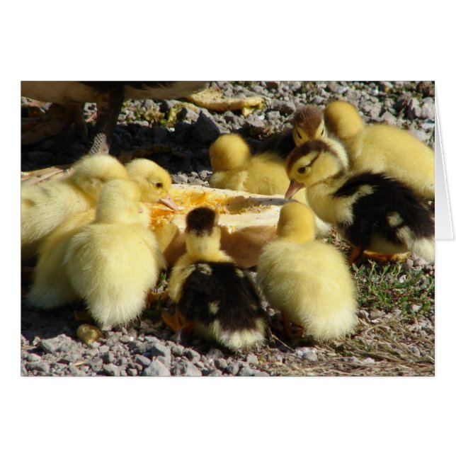 Muscovy Ducklings Eat A Treat Hälsningskort (Framsidan Horizontal)