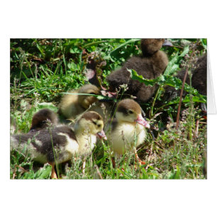 Muscovy Ducklings Hälsningskort