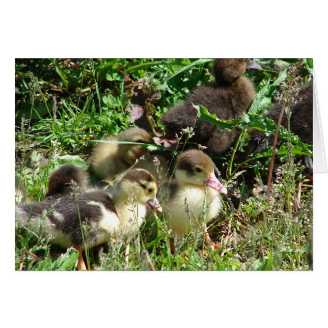Muscovy Ducklings Hälsningskort (Framsidan Horizontal)