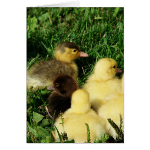 Muscovy Ducklings Hälsningskort