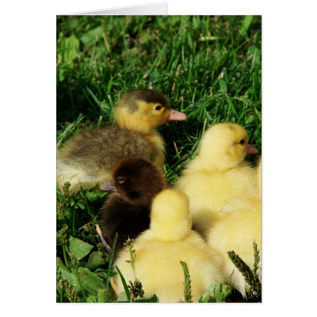 Muscovy Ducklings Hälsningskort (Framsidan)