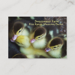 Muscovy Ducklingsvisitkortar Visitkort