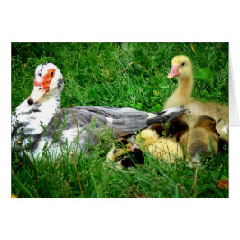 Muscovy Family Hälsningskort
