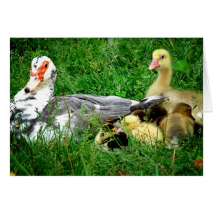 Muscovy Family Hälsningskort