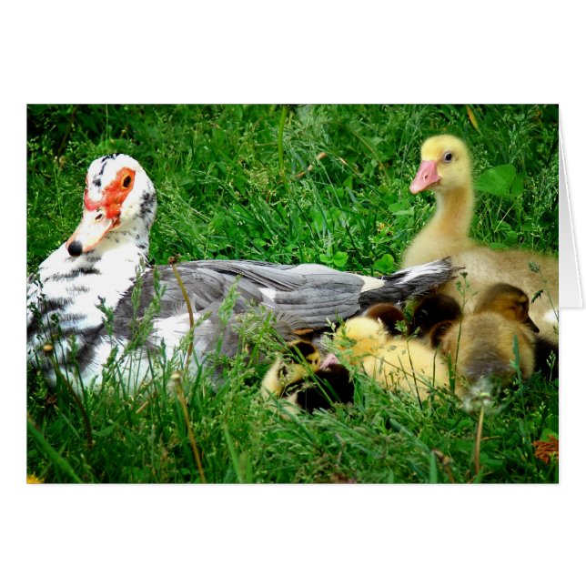 Muscovy Family Hälsningskort (Framsidan Horizontal)