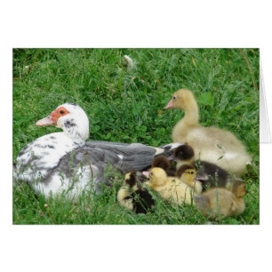 Muscovy Family Plus Gosling Hälsningskort