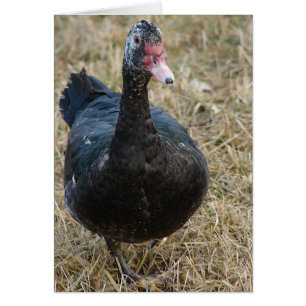 Muscovy Hen alla ockupationer tomma insidan Hälsningskort