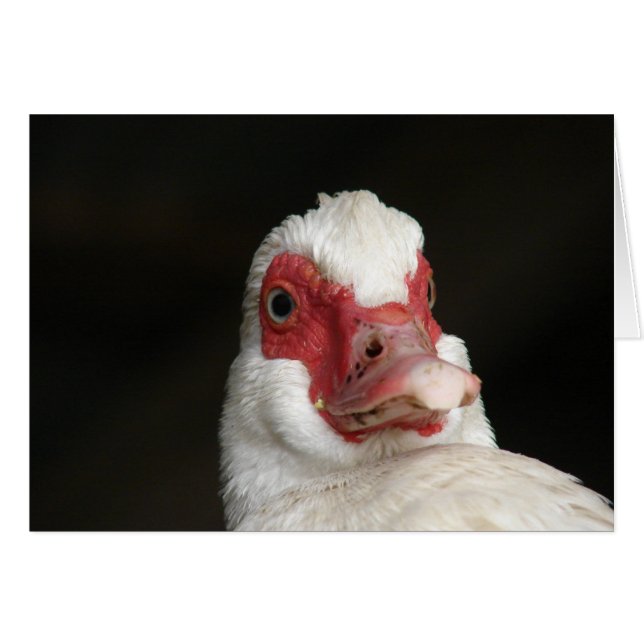 Muscovy Hen Anka Hälsningskort (Framsidan Horizontal)