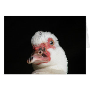 Muscovy Hen Anka Hälsningskort