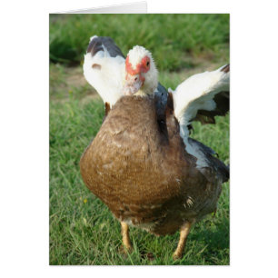 Muscovy Hen Hälsningskort