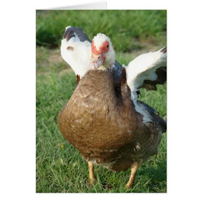 Muscovy Hen Hälsningskort (Framsidan)