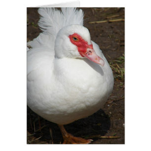Muscovy Hen Hälsningskort