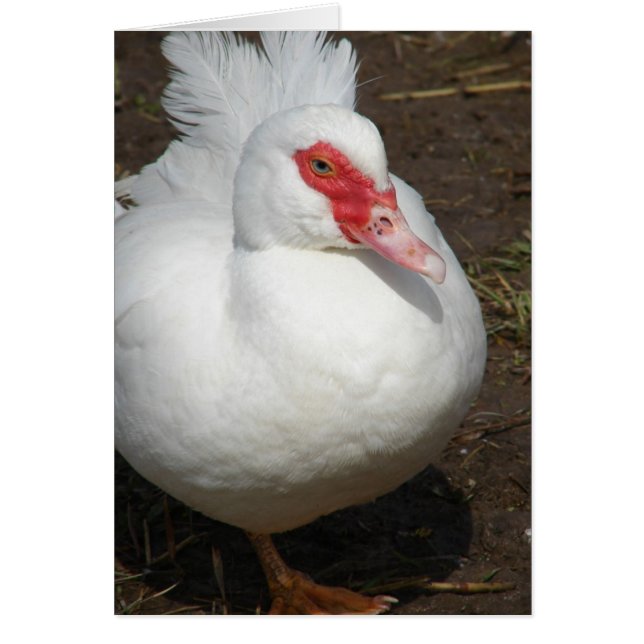 Muscovy Hen Hälsningskort (Framsidan)