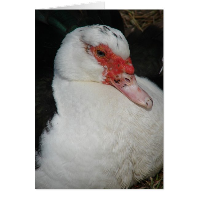 Muscovy Hen Hälsningskort (Framsidan)