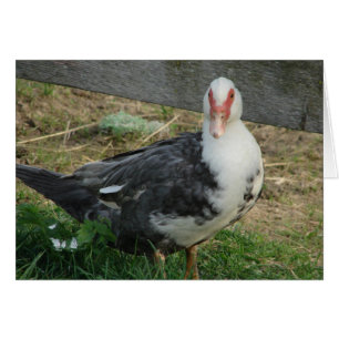 Muscovy Hen Hälsningskort